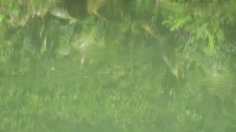 Close up of swamp water surface with gentle ripples Stock Footage 336878856