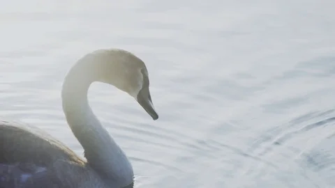 Close up of a swan with cygnet Stock Footage 91375965