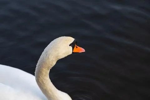 Close-up of a swan dripping water Stock Photos