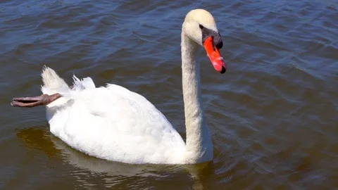 Close-up of swan floating in the lake Stock Footage 90331557