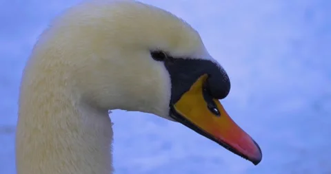 Close up of swan Stock Footage 137347861