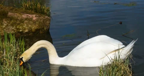 Close up of swan Stock Footage 137612006