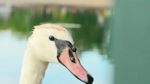 Close up of a swan Video stock 205187253