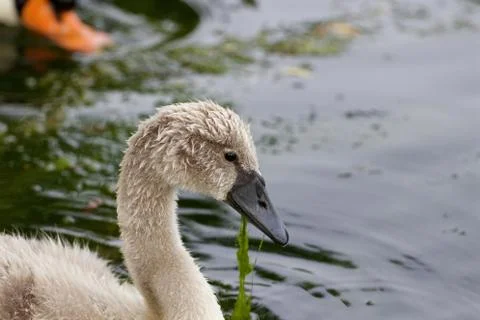 The close-up of the swan Stock Photos