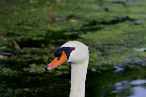 The close-up of the swan Stock Photos