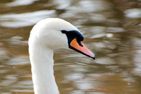 Close up of a swan 写真素材