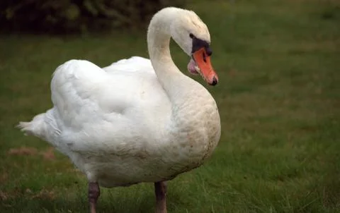 Close up of a swan Stock Photos