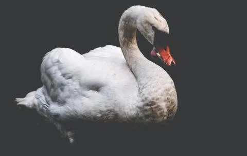 Close up of a swan Stock Photos