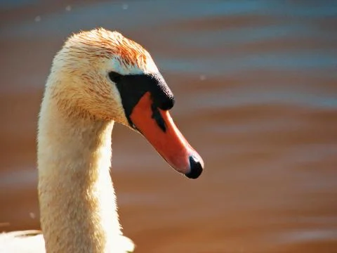 Close up of a swan Stockfoto's