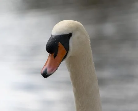 Close up of a swan Stock Photos