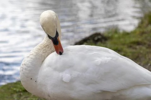 Close up of a swan Stock Photos