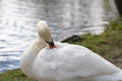 Close up of a swan Stock Photos