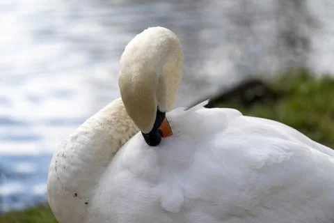 Close up of a swan Stock Photos