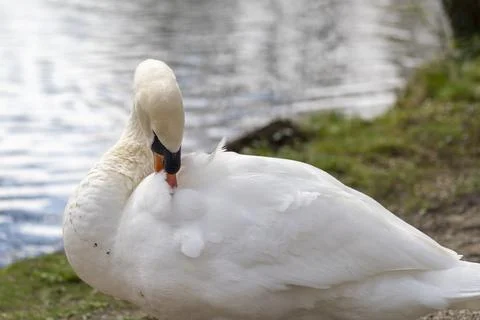 Close up of a swan Stock Photos