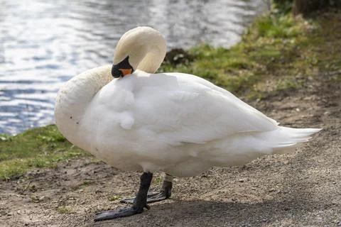 Close up of a swan Stock Photos