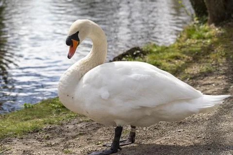 Close up of a swan Stock Photos