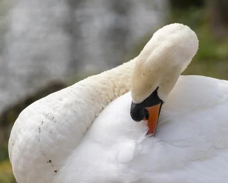 Close up of a swan Stock Photos