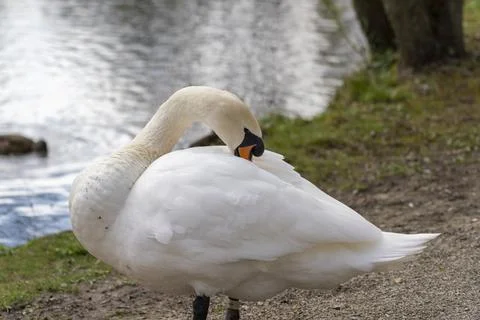 Close up of a swan Stock Photos