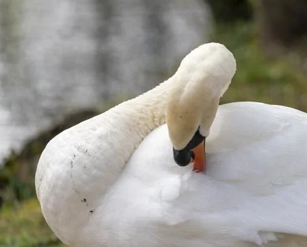 Close up of a swan Stock Photos