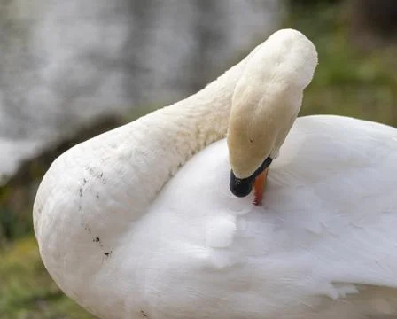 Close up of a swan Stock Photos