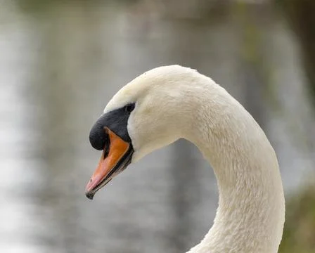 Close up of a swan Stock Photos