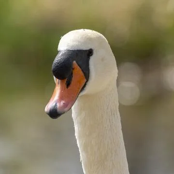 Close up of a swan Stock Photos