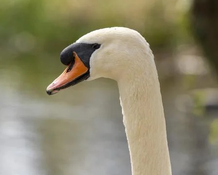 Close up of a swan Stock Photos