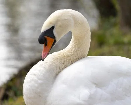 Close up of a swan Stock Photos
