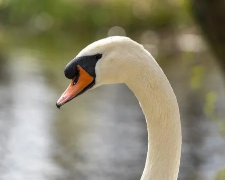 Close up of a swan Stock Photos