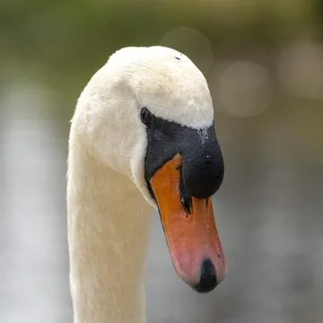 Close up of a swan Stock Photos