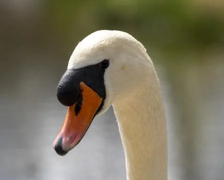 Close up of a swan Stock Photos