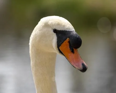 Close up of a swan Stock Photos