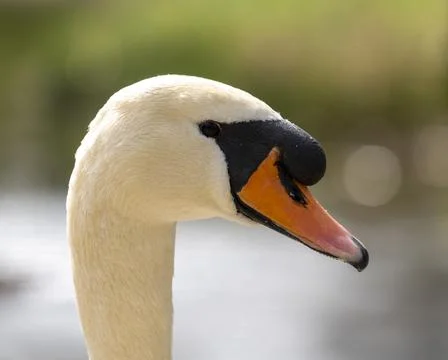 Close up of a swan Stock Photos