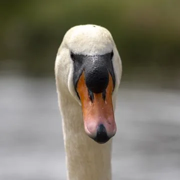 Close up of a swan Stock Photos