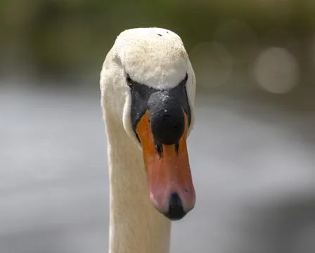 Close up of a swan Stock Photos