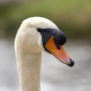 Close up of a swan Stock Photos