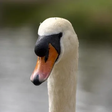 Close up of a swan Stock Photos
