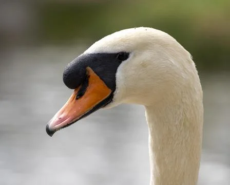 Close up of a swan Stock Photos