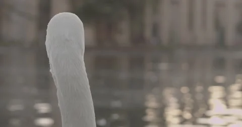Close-up of a swan in a pond in evening lights Stock Footage 150376748