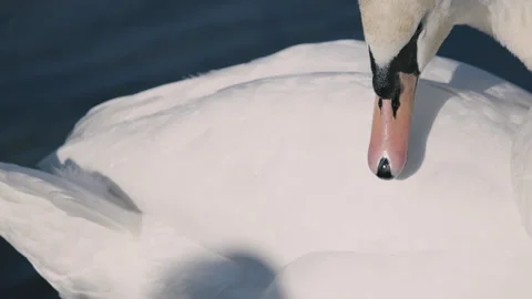 Close-Up of Swan Preening Its Feathers with Beak – Wildlife Behavior Видео 316447159