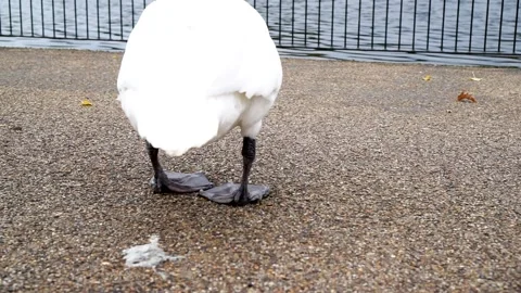 Close-up of Swan Shitting in a Park Next to a Lake Stock Footage