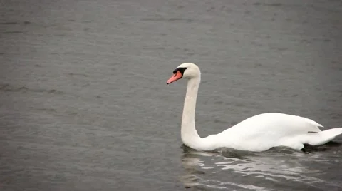 Close up of Swan swimming Stock Footage 55904078
