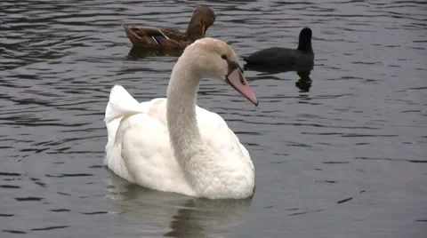 Close up of Swan on Water Stock Footage 44336958