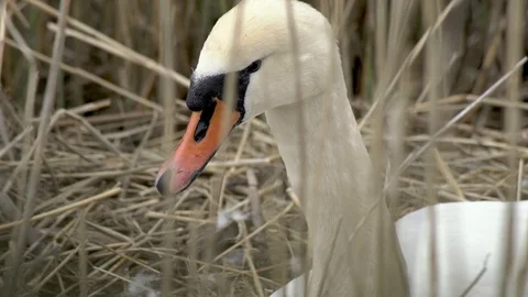 Close up of swann nesting on her eggs at Amager Faelled Copenhagen Denmark 4K Stock Footage 107062864