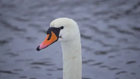 A close-up of a swan's head during a snowfall in the pond or lake. Stock Footage 225579061