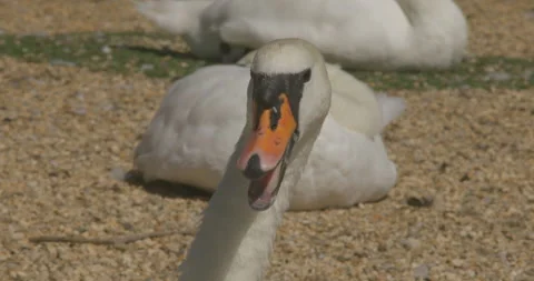 Close up swans head with opened mouth , unique nose and white clean feather in 스톡 동영상 251056771