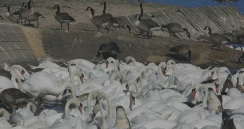 Close up swans in by water source eating grains feed in group in Dorset wildlife 스톡 동영상 251057406