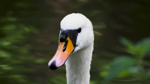 Close-up on swan's white head Stock Footage 196209313