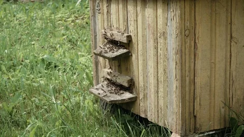 Close-up of Swarm of bees flying in the summer air around beehive, 4k Video stock 156812649