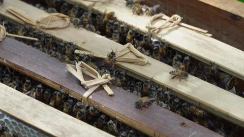 Close up of a swarm of honey bees inside a narrow gap of a traditional wooden be Video stock 337870222